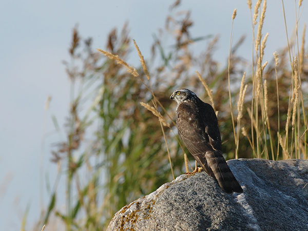 Varpushaukka, Eurasian Sparrowhawk, Accipiter nisus